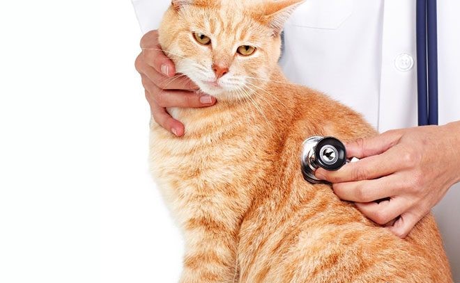 Check Up